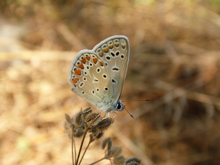 Incontri 8/8/12